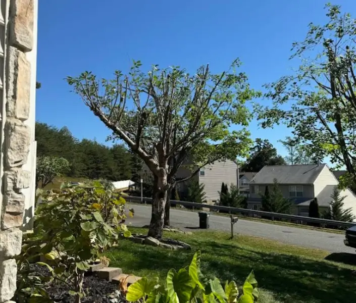 Affordable Tree Service in Fredericksburg, VA Your Affordable Tree Expert in Fredericksburg, VA