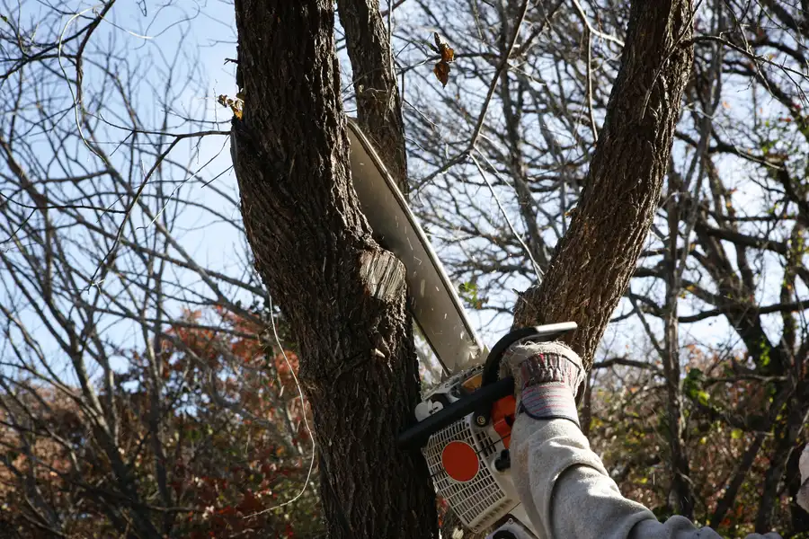 How Tree Removal Protects Your Home And Landscape Fredericksburg VA How Tree Removal Protects Your Home And Landscape Fredericksburg VA