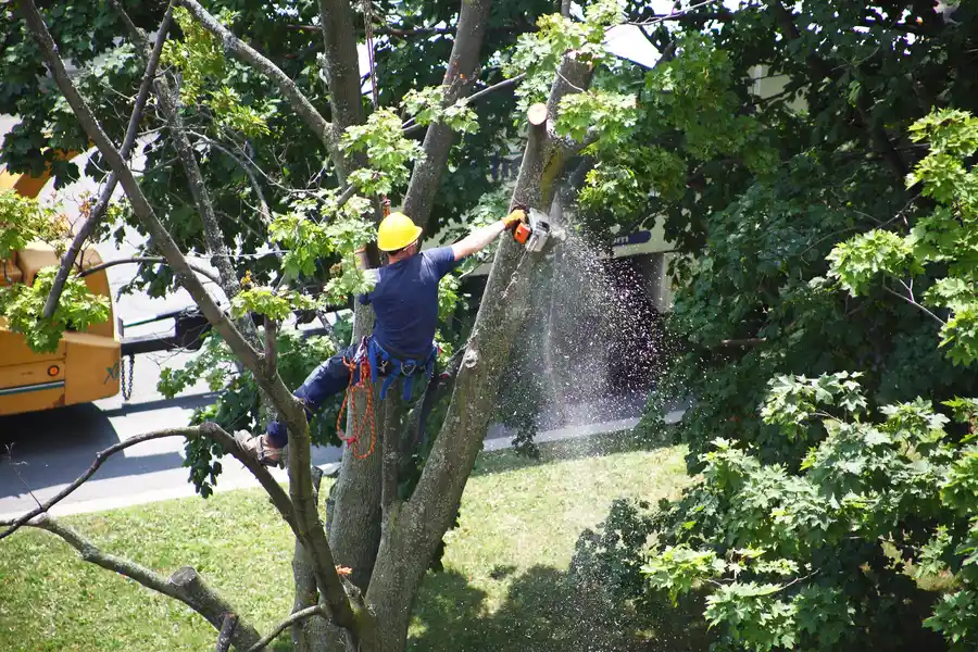 How Tree Removal Protects Your Home And Landscape in Fredericksburg VA How Tree Removal Protects Your Home And Landscape in Fredericksburg VA