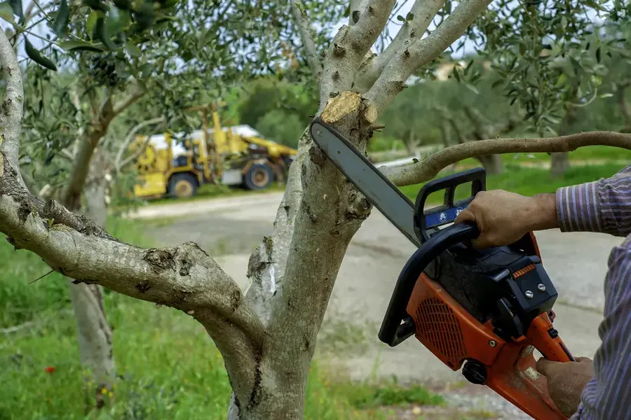 How Tree Trimming Enhances The Health Of Your Trees Fredericksburg VA How Tree Trimming Enhances The Health Of Your Trees Fredericksburg VA