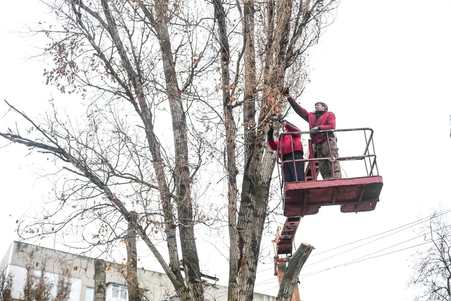 How Tree Trimming Enhances The Health Of Your Trees in Fredericksburg VA How Tree Trimming Enhances The Health Of Your Trees in Fredericksburg VA