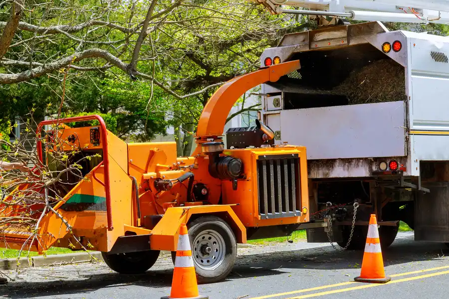 Signs It Is Time To Schedule A Professional Tree Removal Fredericksburg VA Signs It Is Time To Schedule A Professional Tree Removal Fredericksburg VA