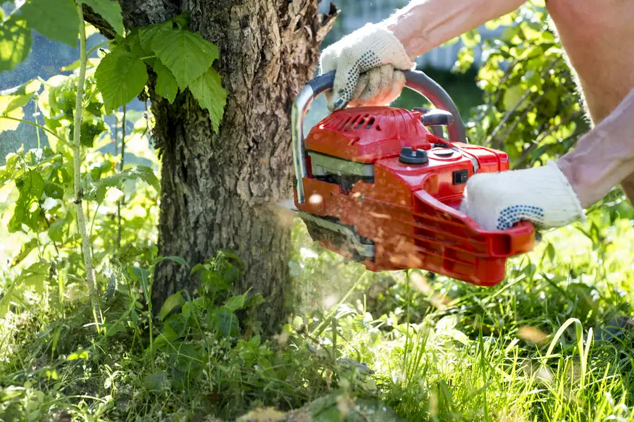 Signs It Is Time To Schedule A Professional Tree Removal in Fredericksburg VA Signs It Is Time To Schedule A Professional Tree Removal in Fredericksburg VA